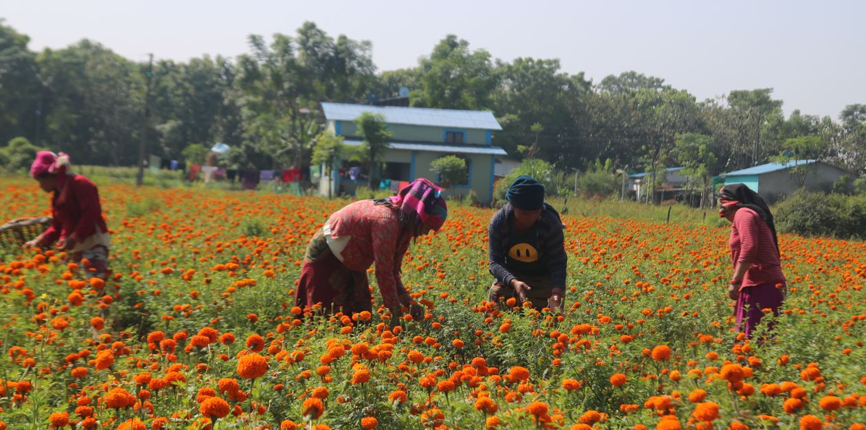 शिक्षण पेसा छाडेर फूल खेतीबाट लाखौँ आम्दानी